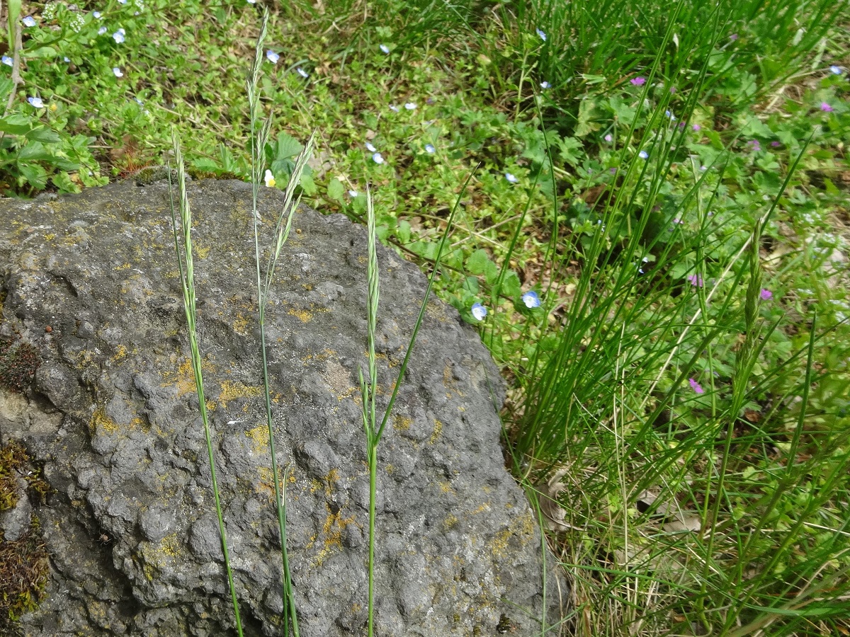 Festuca rubra subsp. rubra (Poaceae)